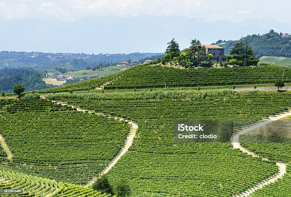 Langhe, vineyards Langhe (Asti, Cuneo, Piedmont, Italy) - Landscape at summer with vineyards Agricultural Field Stock Photo