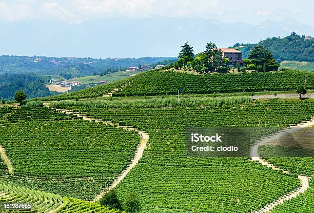 Langhe Vineyards Stock Photo - Download Image Now - Agricultural Field, Agriculture, Alba - Italy