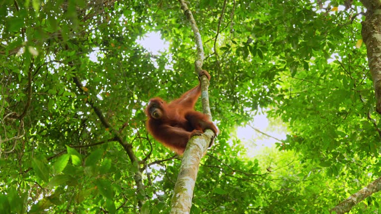 Young female orangutang on the tree in North Sumtra jungles