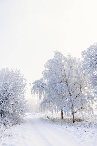 istock Hoarfrost on the trees on a cold winter's day by a path 1819881223