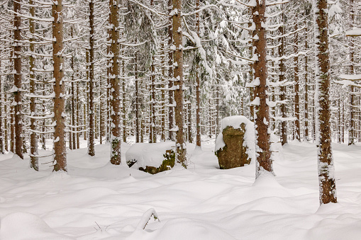 Snowy spruce trees in a winter woodland