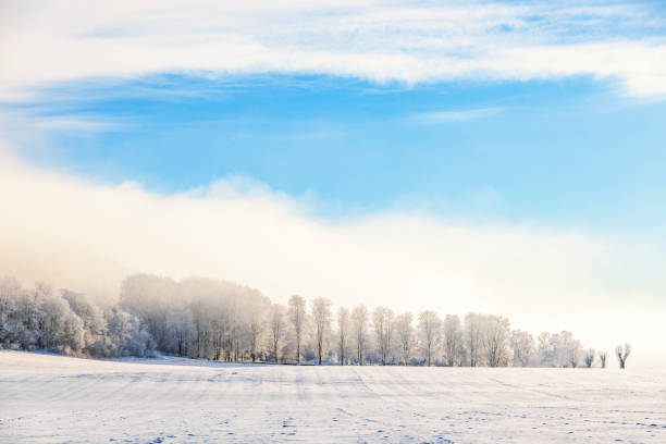 istock Frosty trees by a field on a cold winter day 1819882808
