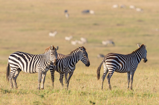 Zebras standing in the savannah