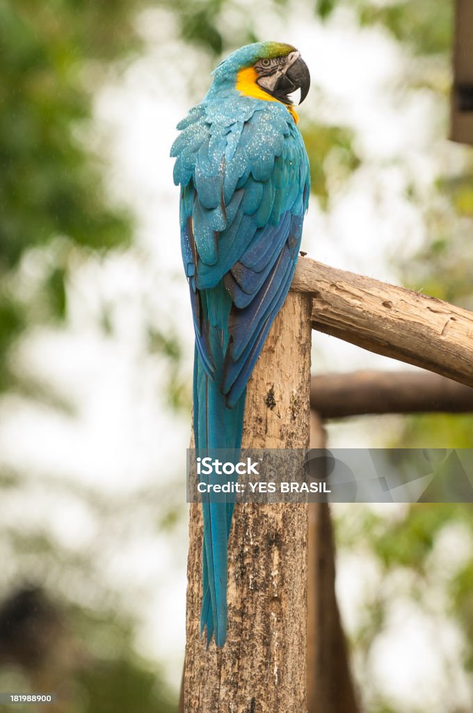 Eigentliche Aras - Lizenzfrei Blau Stock-Foto