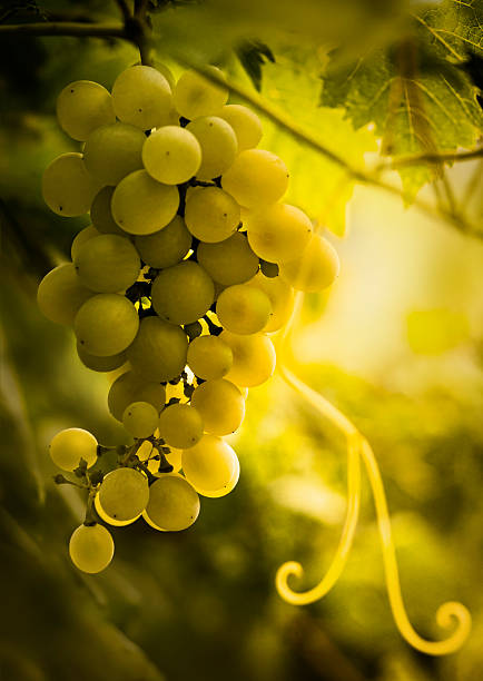 ripe grapes stock photo