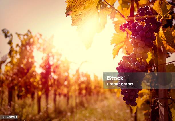 Viñedo En La Cosecha De Otoño Foto de stock y más banco de imágenes de Viña - Viña, Otoño, Parra