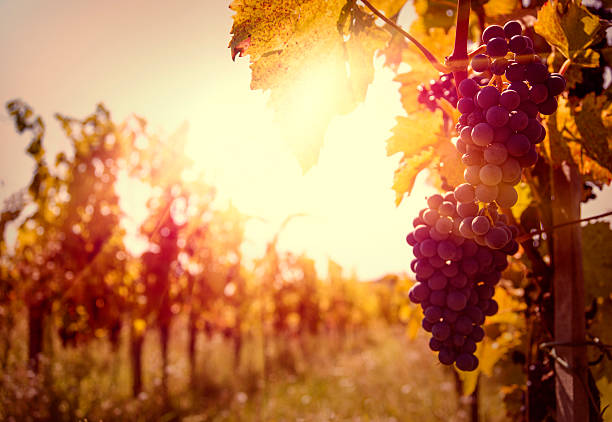 Vineyard at autumn harvest. stock photo