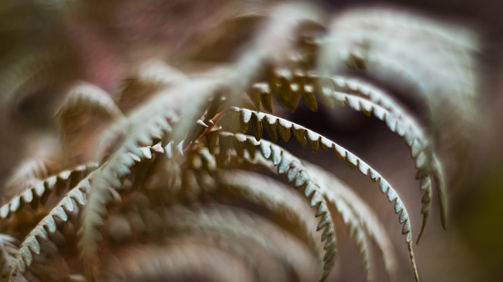 Macro de feuilles de fougère sauvages, en période automnale, dans la forêt des Landes de Gascogne