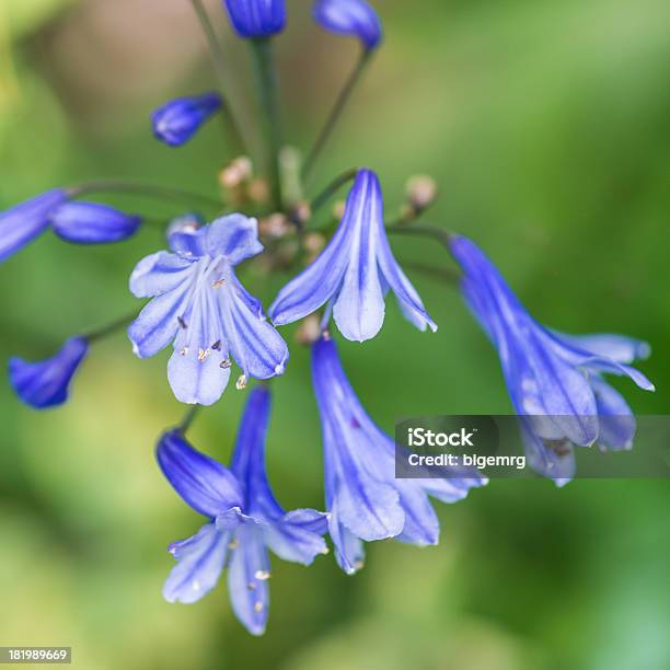 Agapanthus Opening Stock Photo - Download Image Now - African Lily, Blue, Close-up