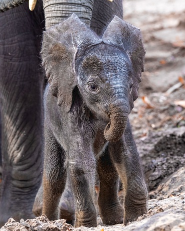 A young African elephant wandering alongside its mother in the wild.
