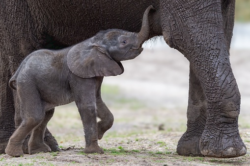 A young African elephant wandering alongside its mother in the wild.