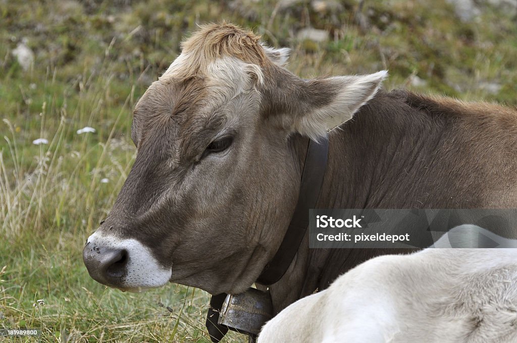 корова - Стоковые фото Австрия роялти-фри