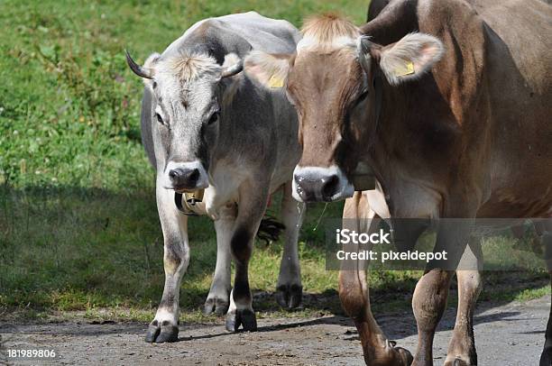 Корова — стоковые фотографии и другие картинки Австрия - Австрия, Весна, Гальтюр