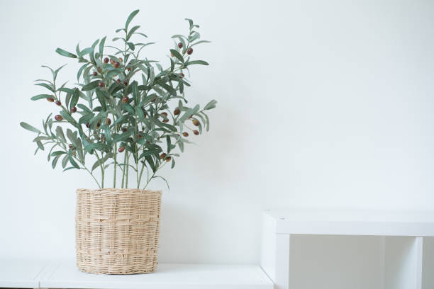 istock interior decoration concept with olive tree in living room 1819902812