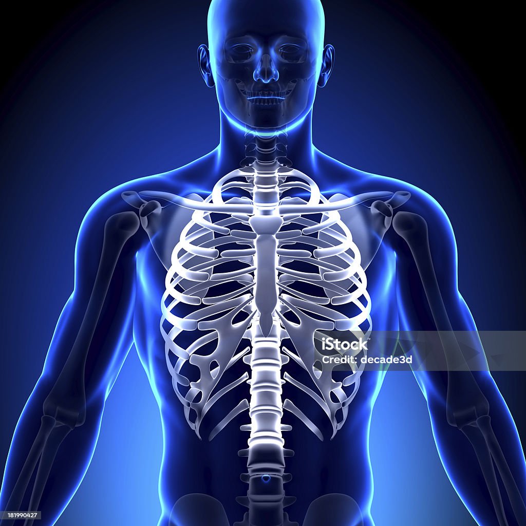 Zona intercostal esternón de anatomía de los huesos - Foto de stock de Adulto libre de derechos