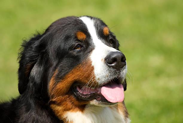 istock Portrait of Berner Sennenhund 181990564