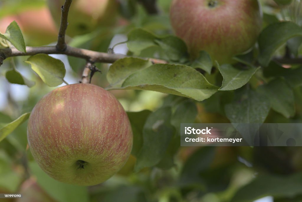 Czerwone Jabłko w przypadku orzechów włoskich - Zbiór zdjęć royalty-free (Bez ludzi)
