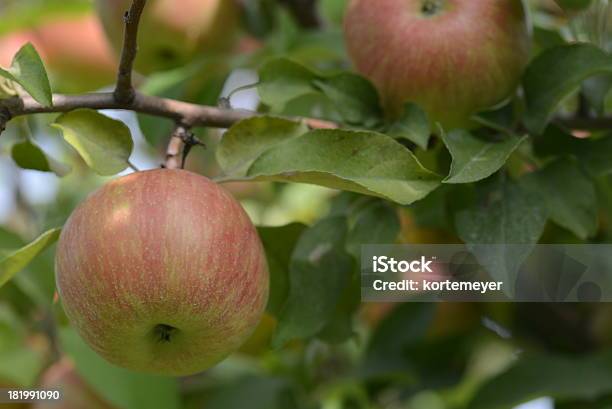 Czerwone Jabłko W Przypadku Orzechów Włoskich - zdjęcia stockowe i więcej obrazów Bez ludzi - Bez ludzi, Czerwony, Drzewo