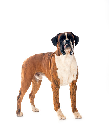 male boxer in front of white background