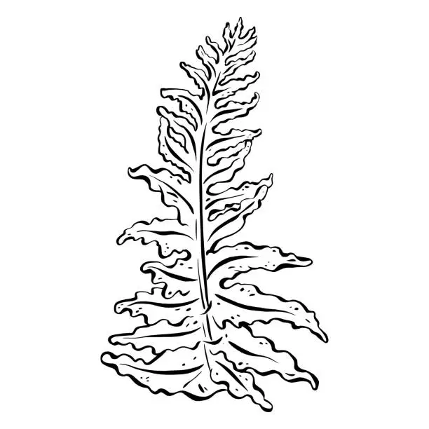 Vector illustration of Ink: Elegant leaf contour featuring a gracefully detailed fern, ornamental greenery in a forest. The minimalist monochrome design, isolated on white background, vector illustration in EPS 10 format