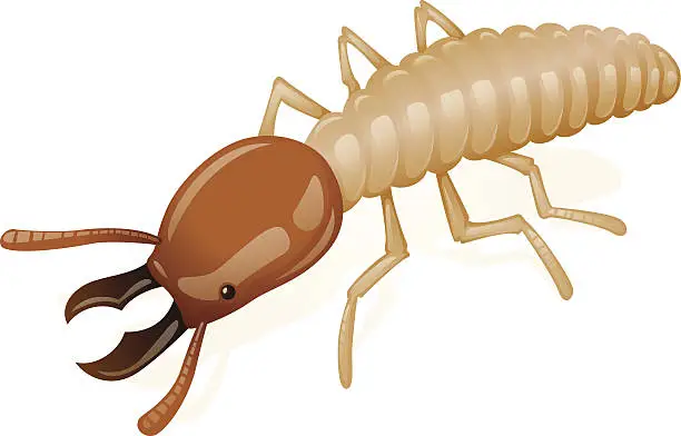 Vector illustration of termite