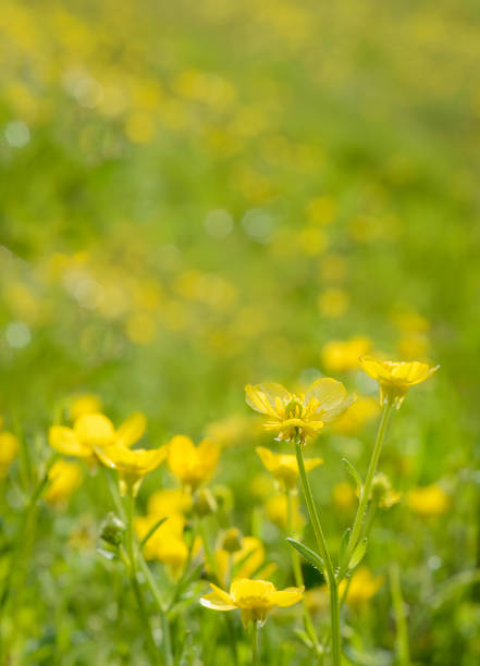 Spring yellow flowers with blurred natural meadow background. Vertical format.
