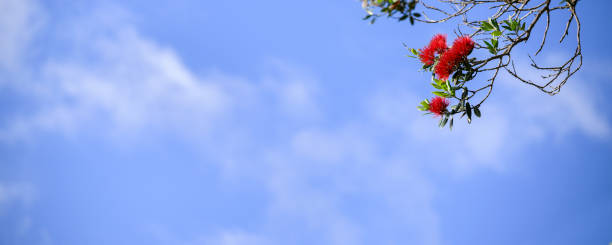 rote pohutukawa-blumen vor blauem himmel, neuseeländischer weihnachtsbaum. - pohutukawa tree christmas new zealand beach stock-fotos und bilder