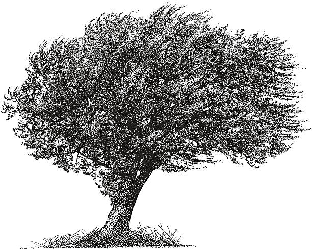 Windy Draw 32,500+ Wind Blowing A Tree Stock Illustrations, Royalty-Free Vector ...