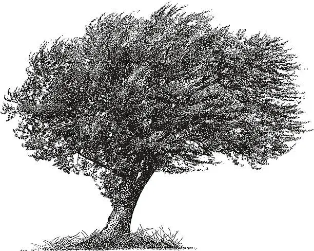 Vector illustration of Tree. Windy.