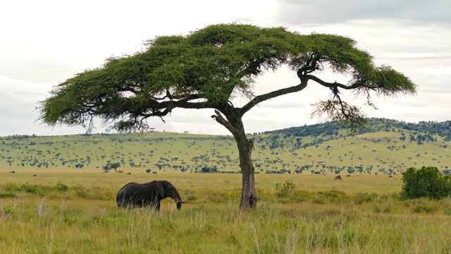 SLO MO African Elephant walking on grassy landscape of Serengeti. Elephant under Acacia tree at in Tanzania's forest