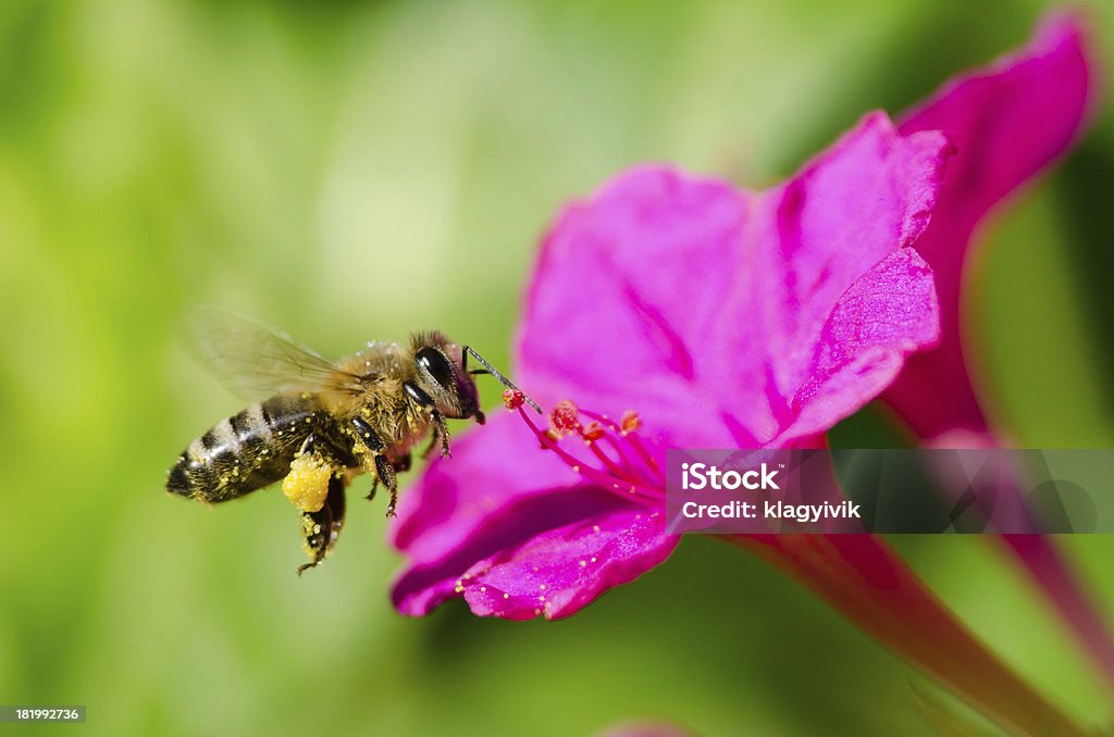 꿀벌 pollinated of 아이리스입니다 - 로열티 프리 경관 스톡 사진