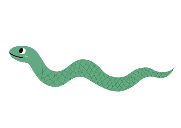 Cute green snake in cartoon style isolated on white background Cute green snake in cartoon style isolated on white background. Funny character for kids design. Vector illustration anaconda pic stock illustrations