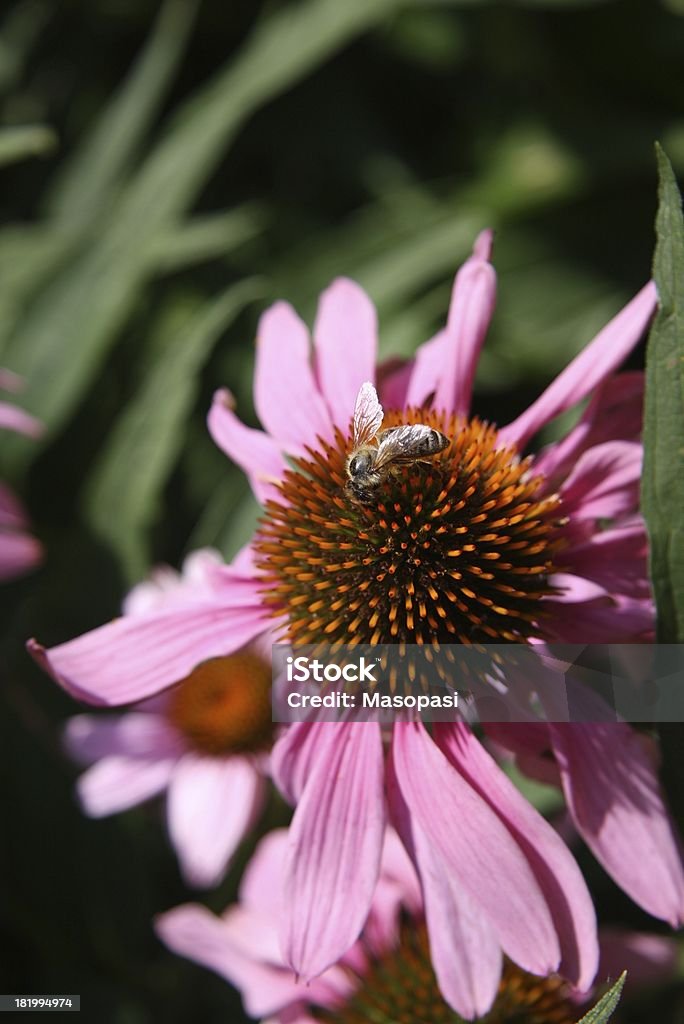 bee on purple coneflower a bee on a purple coneflower, Echinea Sonnenhüte Agricultural Field Stock Photo