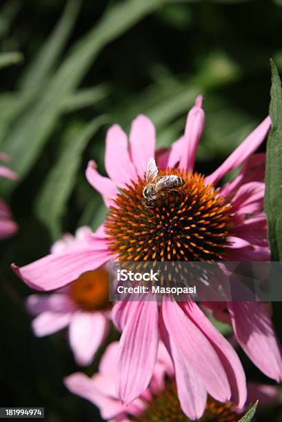 Bee On Purple Coneflower Stock Photo - Download Image Now - Agricultural Field, Animal, Aster