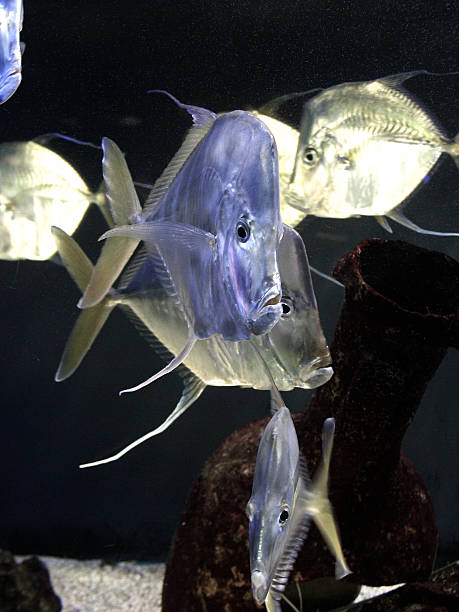 istock Fish with angry face looking at you 181995406