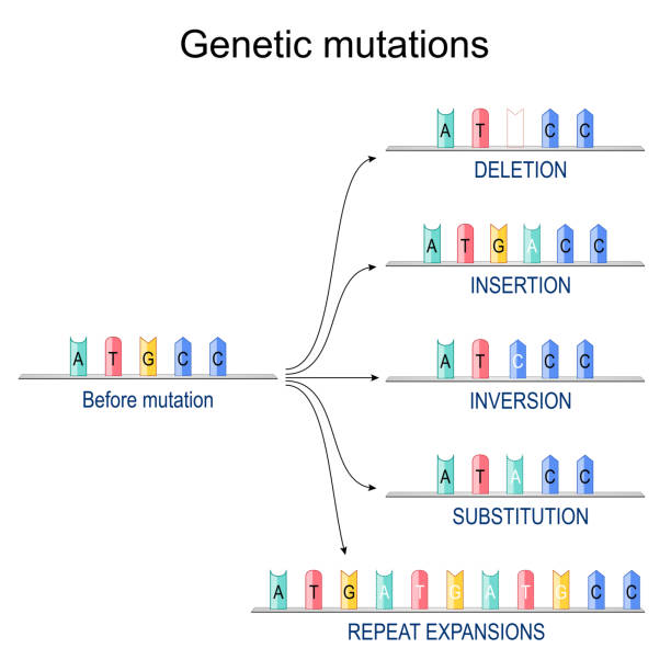 70+ Mitosis Analysis Stock Photos, Pictures & Royalty Biology Diagrams