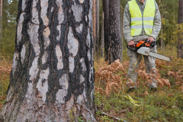 istock Forest worker with a chainsaw on the background of a pine forest. 1819958402