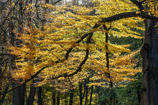 Golden autumn view in famous Munich relax place - Englischer Garten. English garden with fallen leaves and golden sunlight. Munchen, Bavaria, Germany