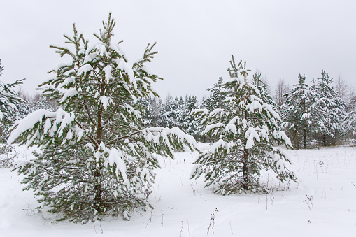 Young pine trees covered with snow.