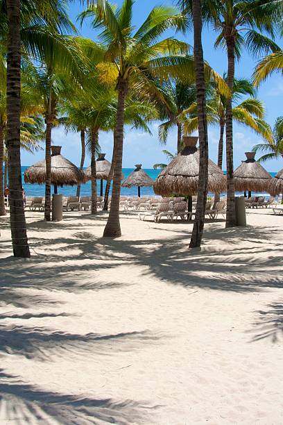 istock resort canopies underneath palm trees near the ocean 181996217
