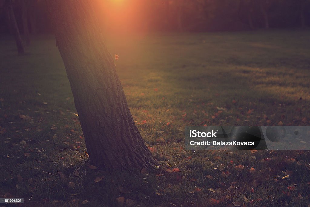 Винтаж фото осенью листья под дерево - Стоковые фото Время года роялти-фри