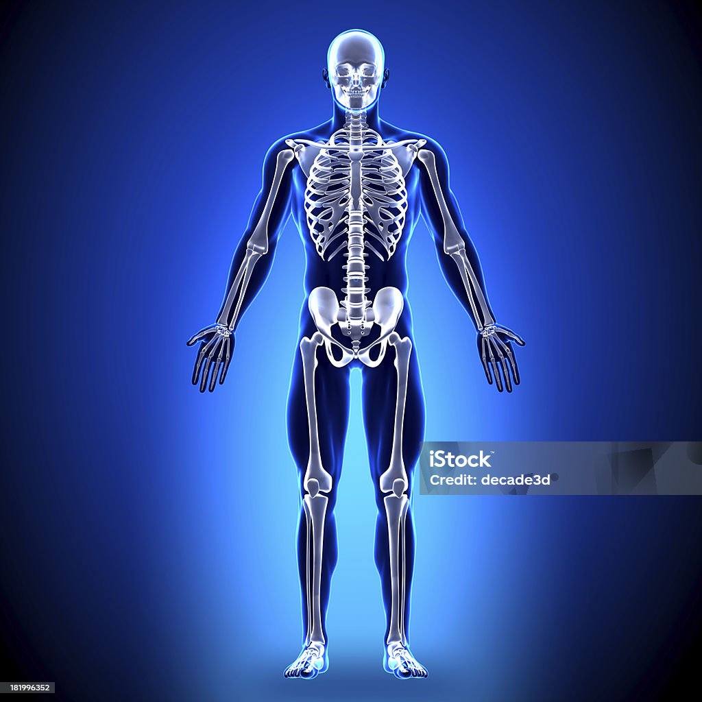 Анатомия костей скелета - Стоковые фото Анатомия роялти-фри