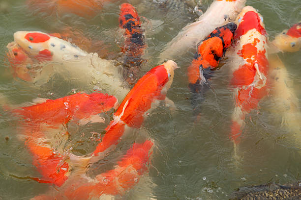 istock beautiful koi fish swimming 181996438