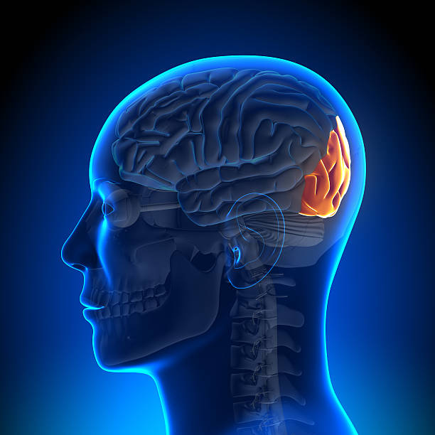 istock Brain Anatomy - Occipital lobe 181996508