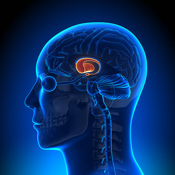 istock Brain Anatomy - Basal Ganglia 181996707