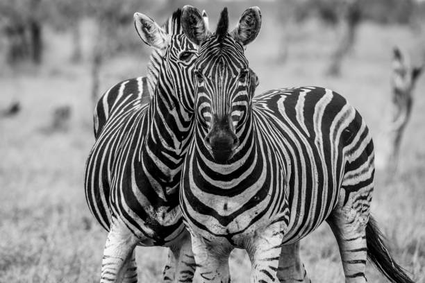 istock Closeup of two zebras standing on a grassy plain in grayscale 1819971566
