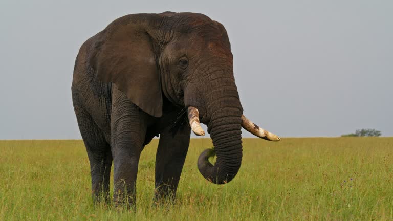 SLO MO Male elephant grazing on grassy pasture of Serengeti National Park. Majestic pachyderm on lush meadow in Tanzania