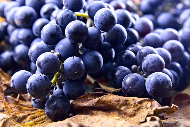 istock crop of grapes for wine manufacture 181998196