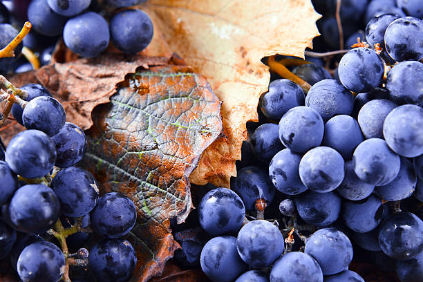 istock crop of grapes for wine manufacture 181998200