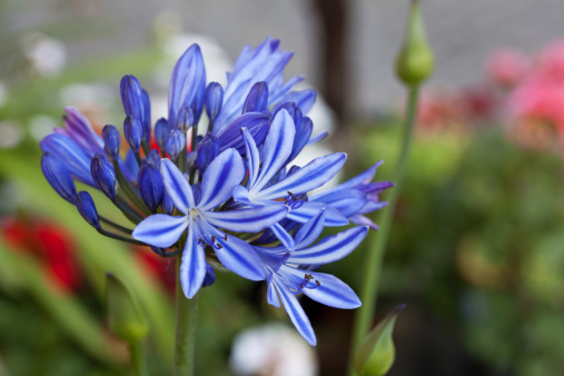 jewelry lily in garden